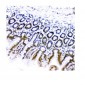 Anti-KAP1/TRIM28 Antibody Picoband™ (monoclonal, 3H2)